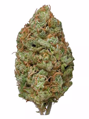 Bubble gum Weed
