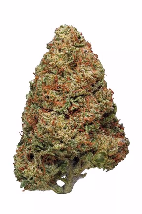 Jilly Bean Weed